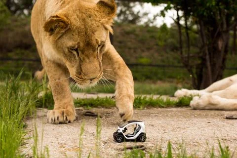Lion playing with a small model car Renault twizy Stock Photos