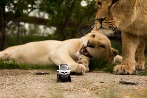 Lion playing with a small model car Renault twizy Stock Photos