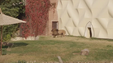 Lion Playing in the Zoo Stock Footage 93512628