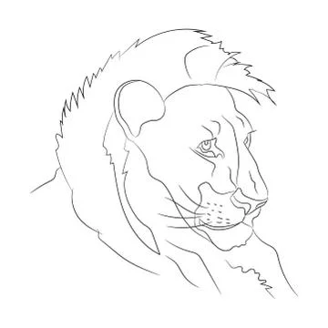 Lion portrait, lines, vector Stock-Illustration