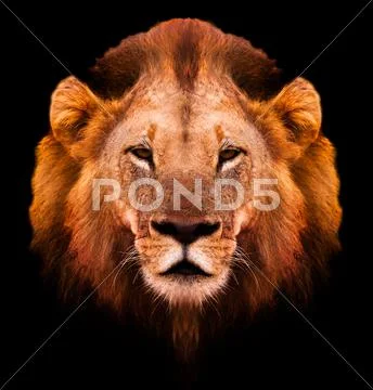 Lion portrait Stock Photos