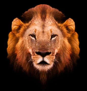 Lion portrait Stock Photos