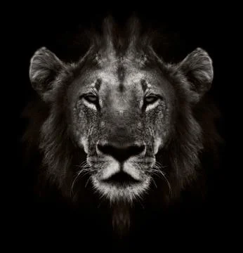 Lion portrait Stock Photos