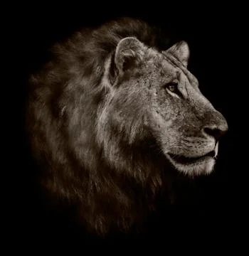Lion portrait Stock Photos