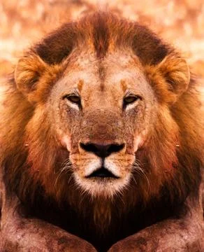 Lion portrait Stock Photos