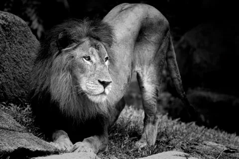 Lion portrait Stock Photos