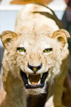 Lion portrait Stock Photos