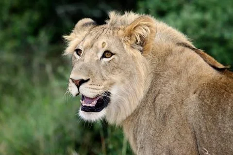 Lion Portrait Stock Photos