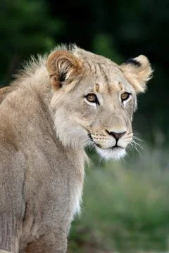 Lion Portrait Stock Photos