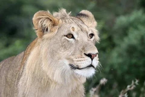 Lion Portrait Stock Photos