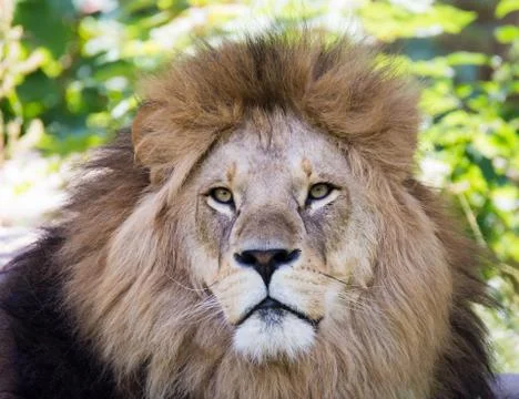 Lion portrait Stock Photos