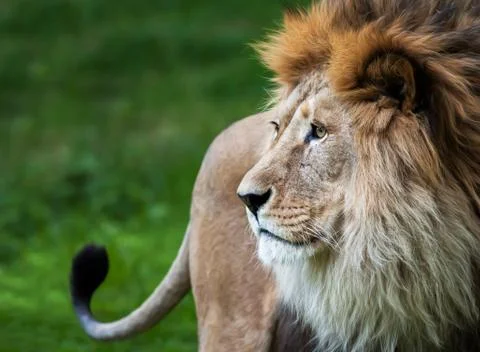 Lion portrait Stock Photos