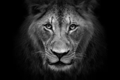 Lion Portrait Foto stock