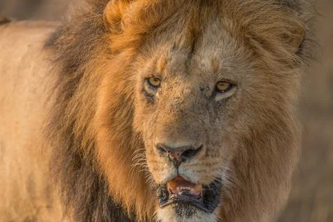 Lion portrait Stock Photos