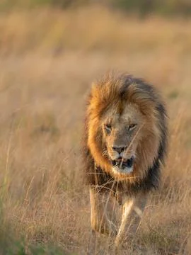 Lion portrait Stock Photos