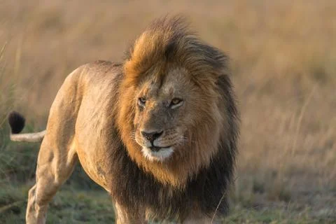 Lion portrait Stock Photos