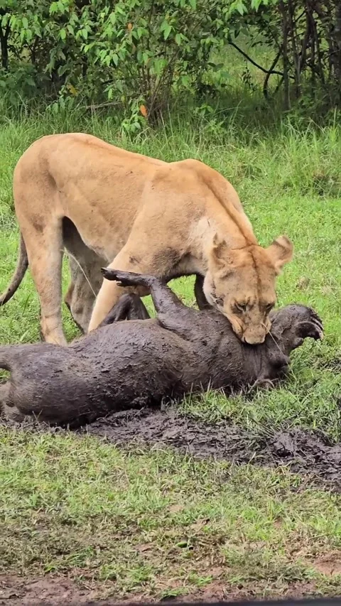 Lion preys on warthog 库存影片 329854790