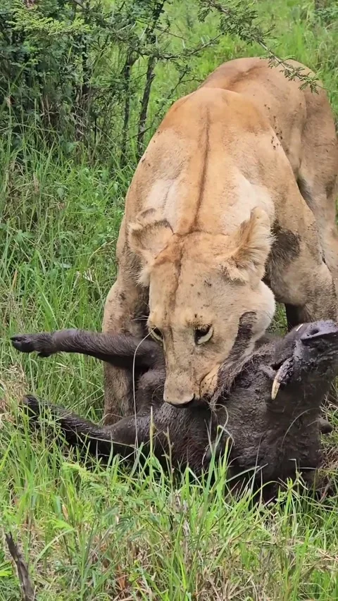 Lion preys on warthog Vidéo 329854855
