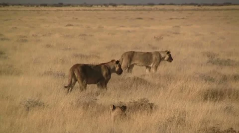 Lion pride (2) Video stock 12165812