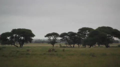 Lion pride and trees Stock Footage 1076661