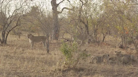 Lion Pride in the Bush - Slow Motion Stock Footage 55658559