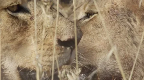Lion Pride - Close Up - Slow Motion Stock Footage 55656862