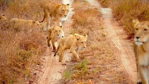 Lion pride with cubs walks along dirt track in African savanna during dry season Stock Footage 343695904
