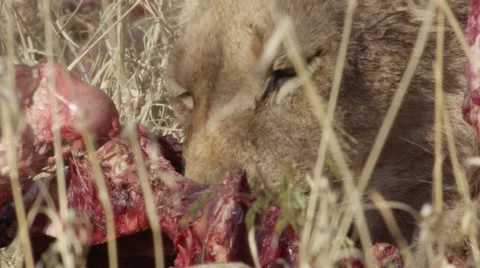 Lion Pride Eating Pray - Close Up - Slow Motion Stock Footage 55655959
