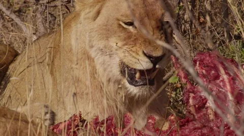 Lion Pride Eating Pray - Close Up - Slow Motion (4) Stock Footage 55658352