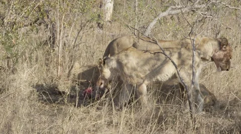 Lion Pride Eating Pray - Close Up - Slow Motion Stock Footage 55658546