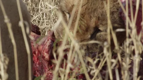 Lion Pride Eating Pray - Close Up - Slow Motion Stock Footage 55660353