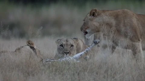 A lion pride is enjoying breakfast Stock Footage 336486197