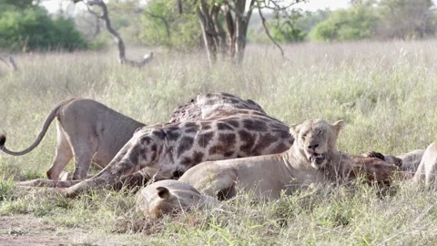 Lion pride feast on giraffe kill Stock Footage 301907115