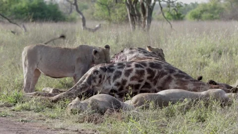 Lion pride feed on giraffe prey Stock Footage 297575637