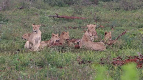 Lion pride feeding on recent kill all look out of frame at same time Stock Footage 336561573