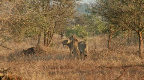 Lion Pride 库存影片 519293