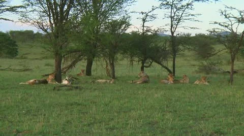 Lion pride Stock Footage 10746988