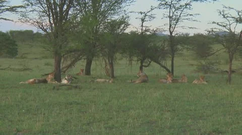 Lion pride Stock Footage 10757047