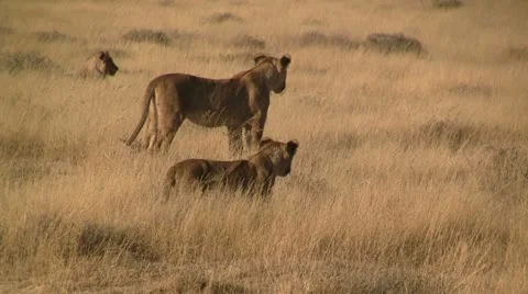 Lion pride Video stock 12165827