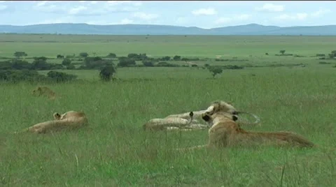Lion Pride Stock Footage 12373611