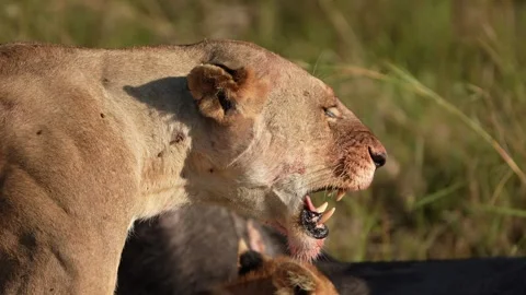 Lion Pride Gathering Around Buffalo Carcass With Cub Feeding, African Savannah Stock Footage 346246430
