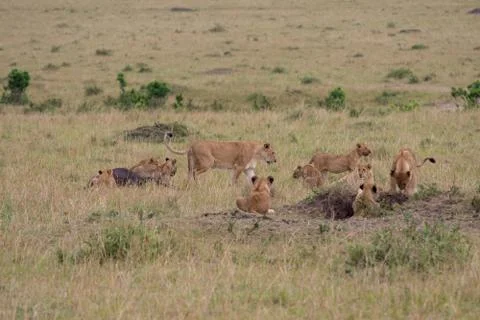 Lion pride at a kill 스톡 사진
