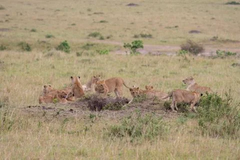 Lion pride at a kill 스톡 사진