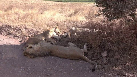 Lion, Pride of Lions. The big group, in the shadow. Serengeti, Tanzania Stock Footage 83488145
