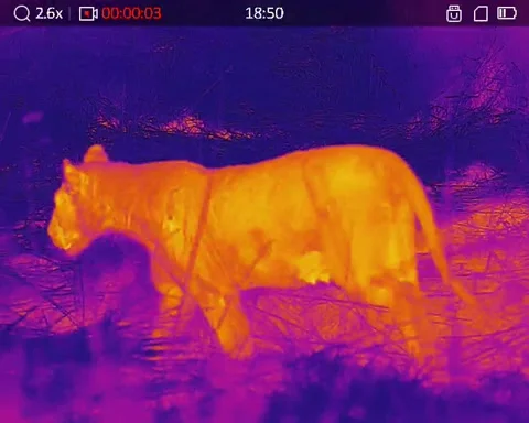 Lion pride at night with thermal camera - infrared wildlife surveillance footage Stock-Footage 309225954