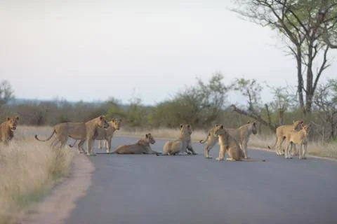 Lion pride Stock Photos