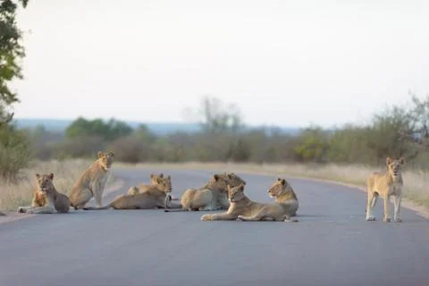 Lion pride Stock Photos