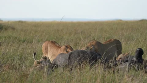 Lion Pride Pulling and Tearing Buffalo Skin From Carcass, African Wildlife Stock Footage 346246570