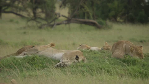 Lion pride relaxing Stock Footage 143551615