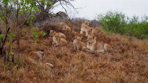 Lion Pride Resting And Lying On Dry Grass Stock Footage 236957286